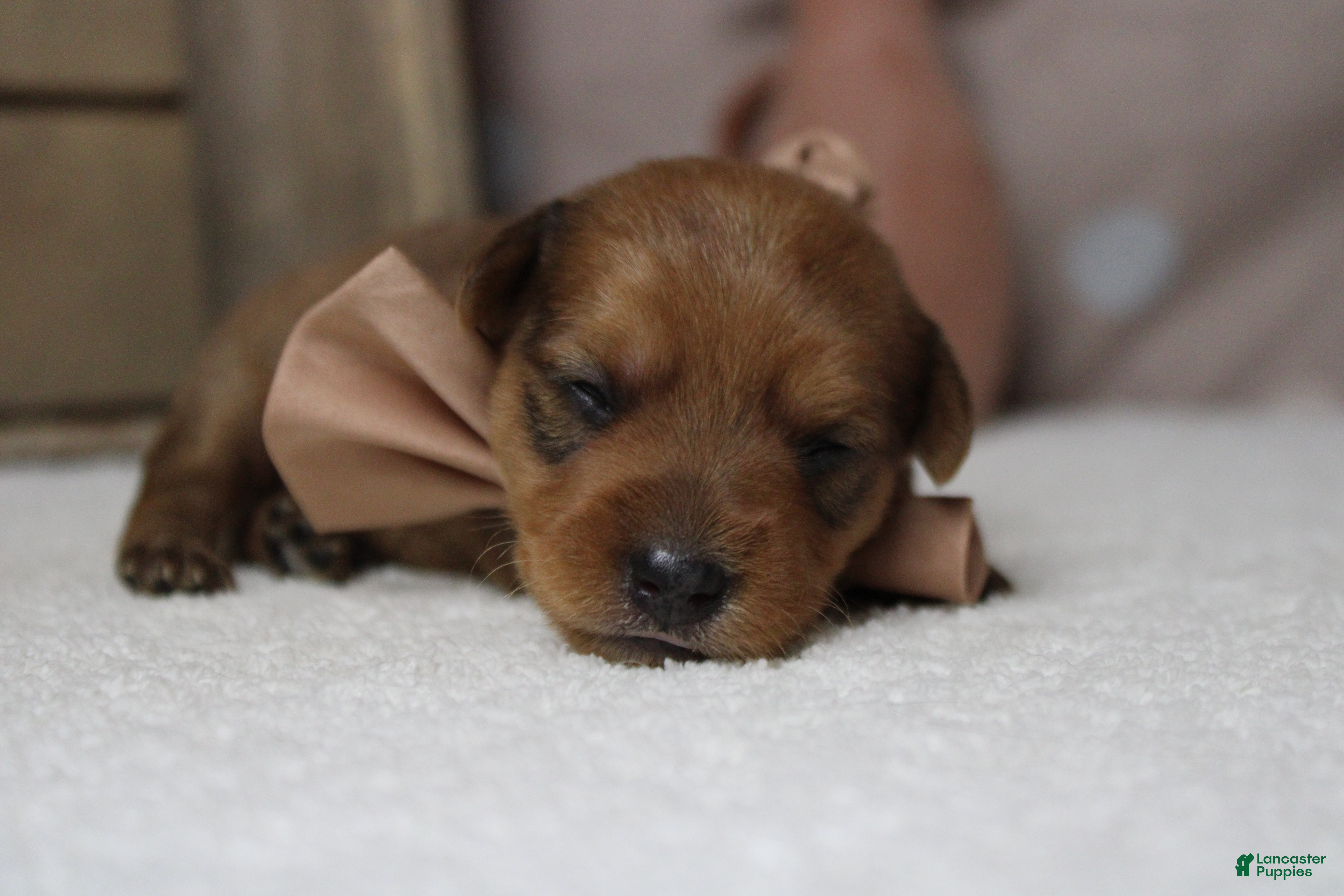 Yorkiepoo dogs Jacque  - Ad 2