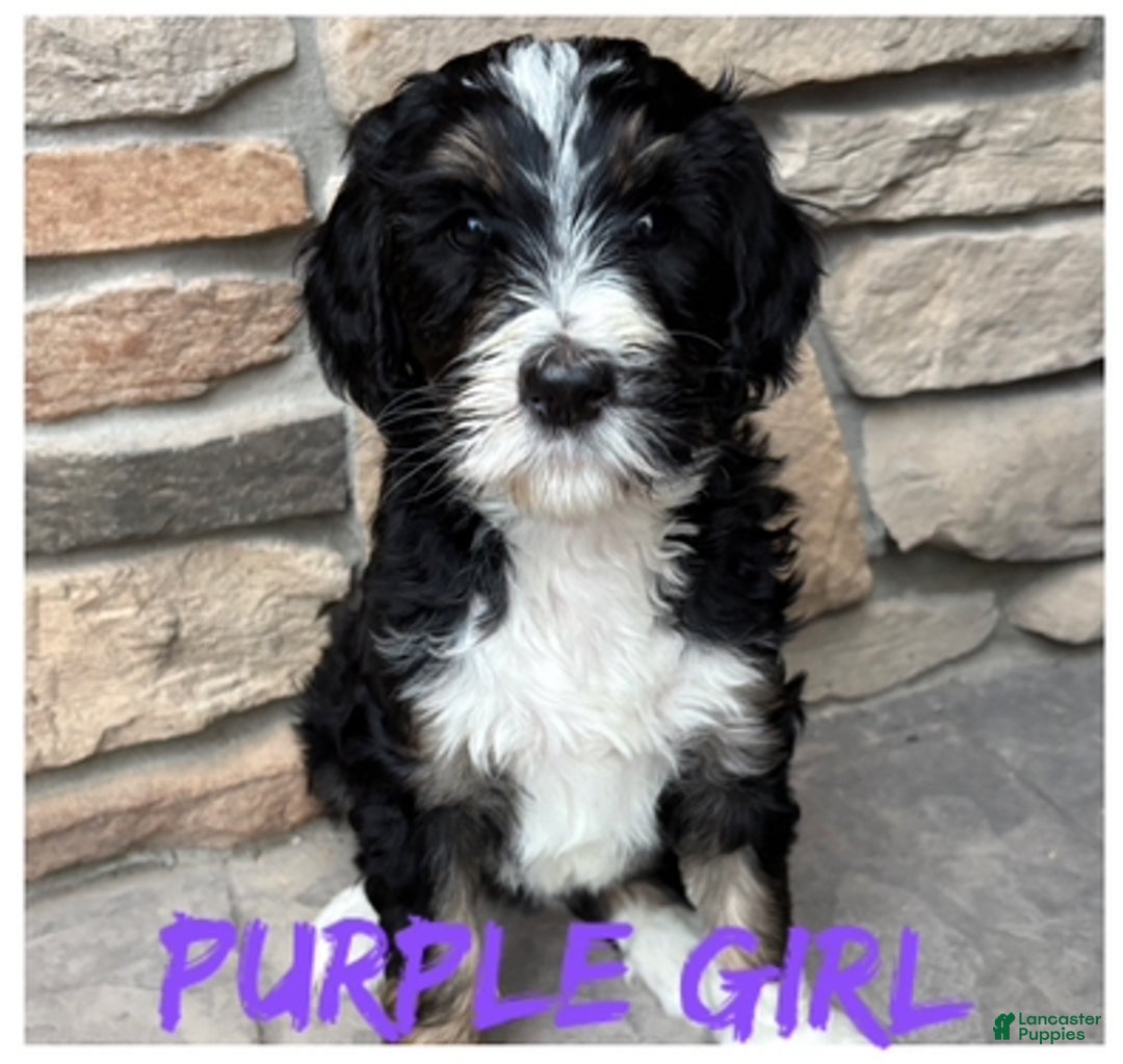 Bernedoodle dogs for sale: Blue boy - Ad 5