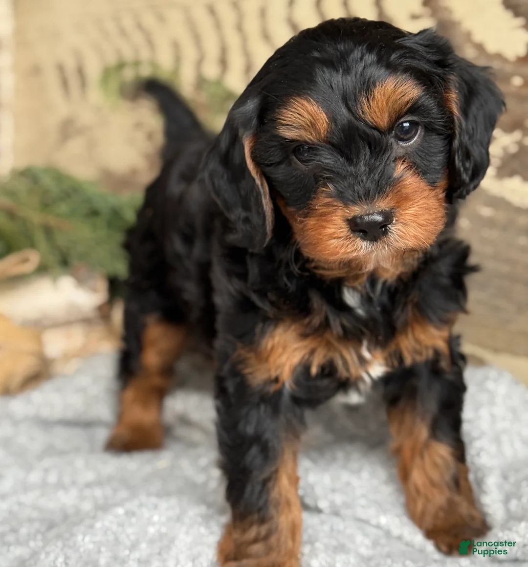 Mixed Breed dogs for sale: Harper - Ad 2