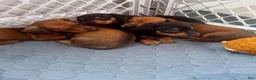 Dachshund dogs for sale: Dachshund 2 - Ad 3