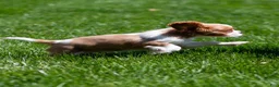 Cavalier King Charles Spaniel dogs for sale: Allen Cavalier King Charles Spaniel Puppy  - Ad 2