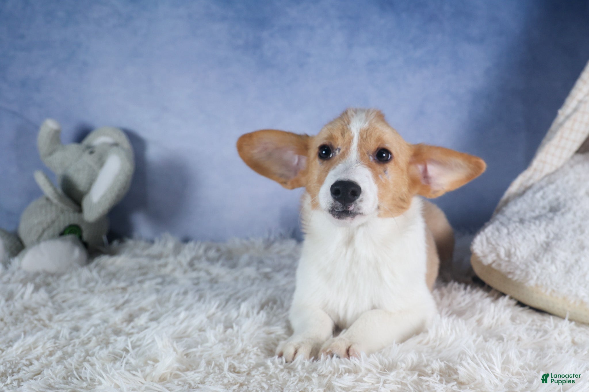 Welsh Corgi Pembroke dogs Irwin - Ad 2