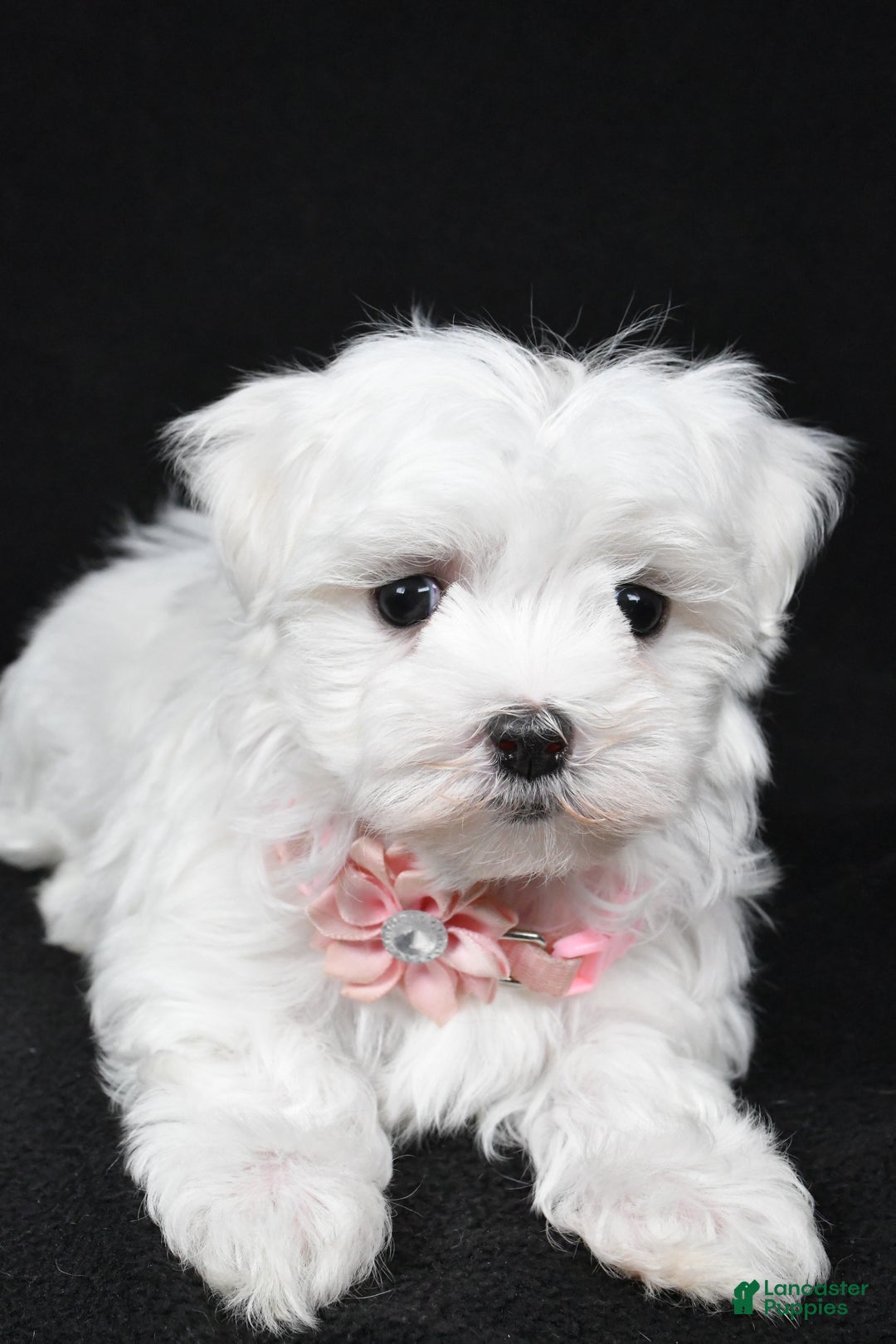 Maltese dogs for sale: Winnie - Ad 9