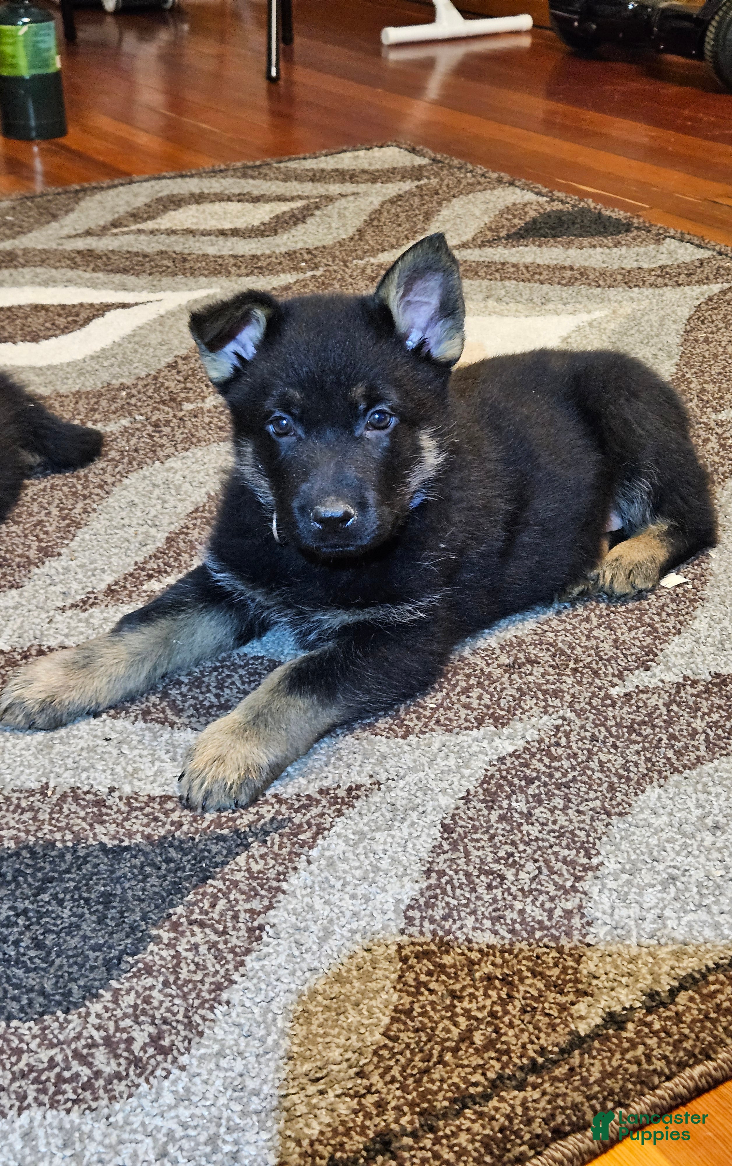 German Shepherd dogs German Shepherd Puppy 2 - Ad 1