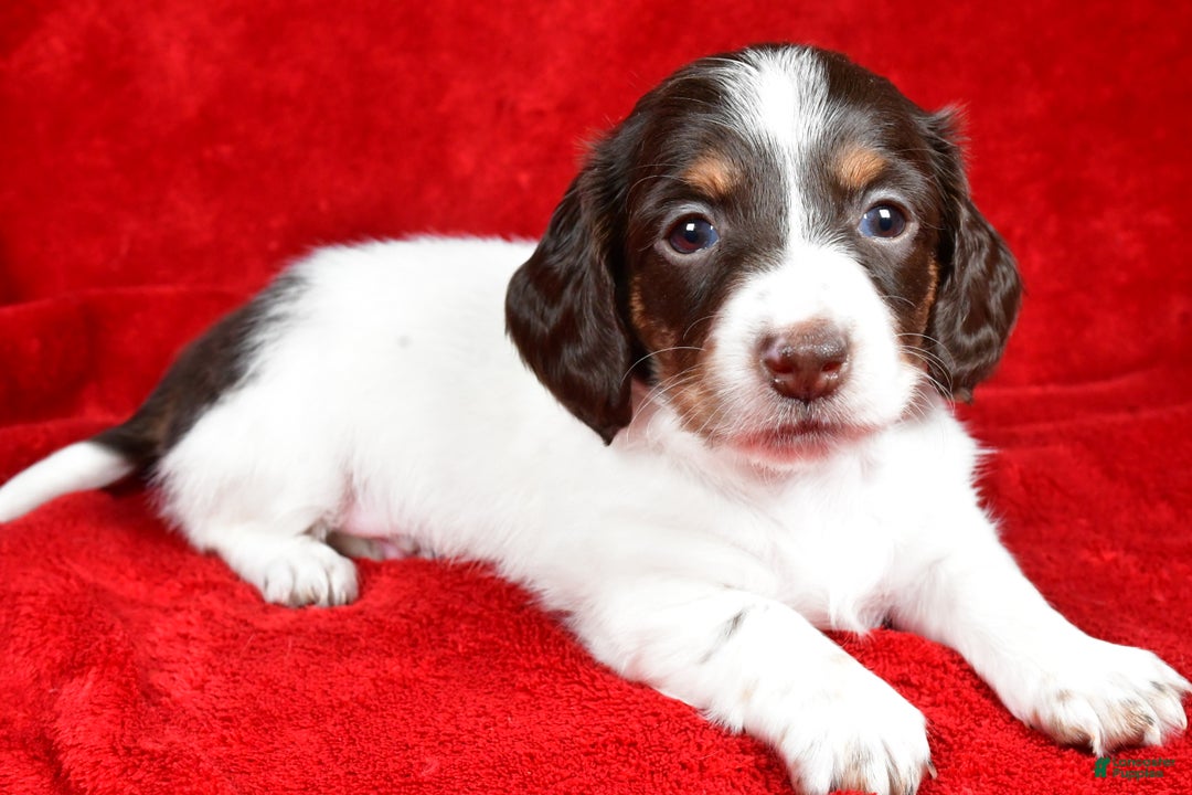 Miniature Dachshund dogs for sale: Chloe - Ad 3