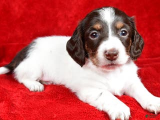 Miniature Dachshund dogs Chloe - Ad 42