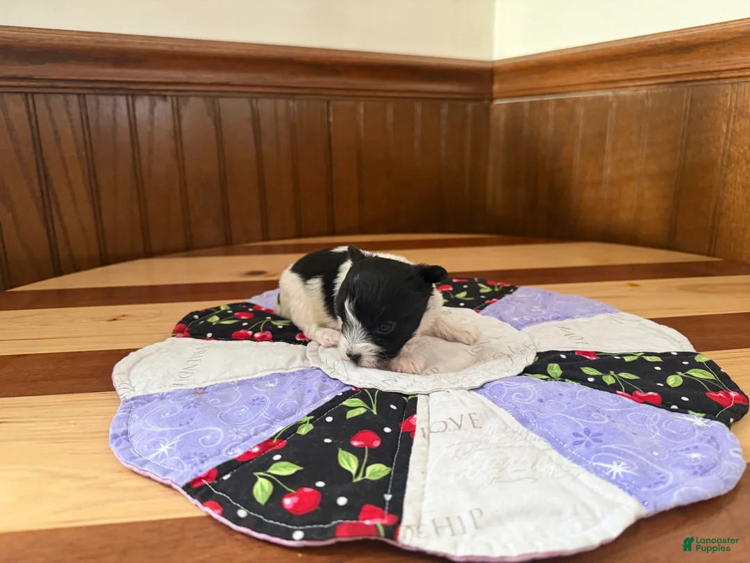 Yorkshire Terrier dogs for sale: Yorkshire Terrier Puppy 1 - Ad 6