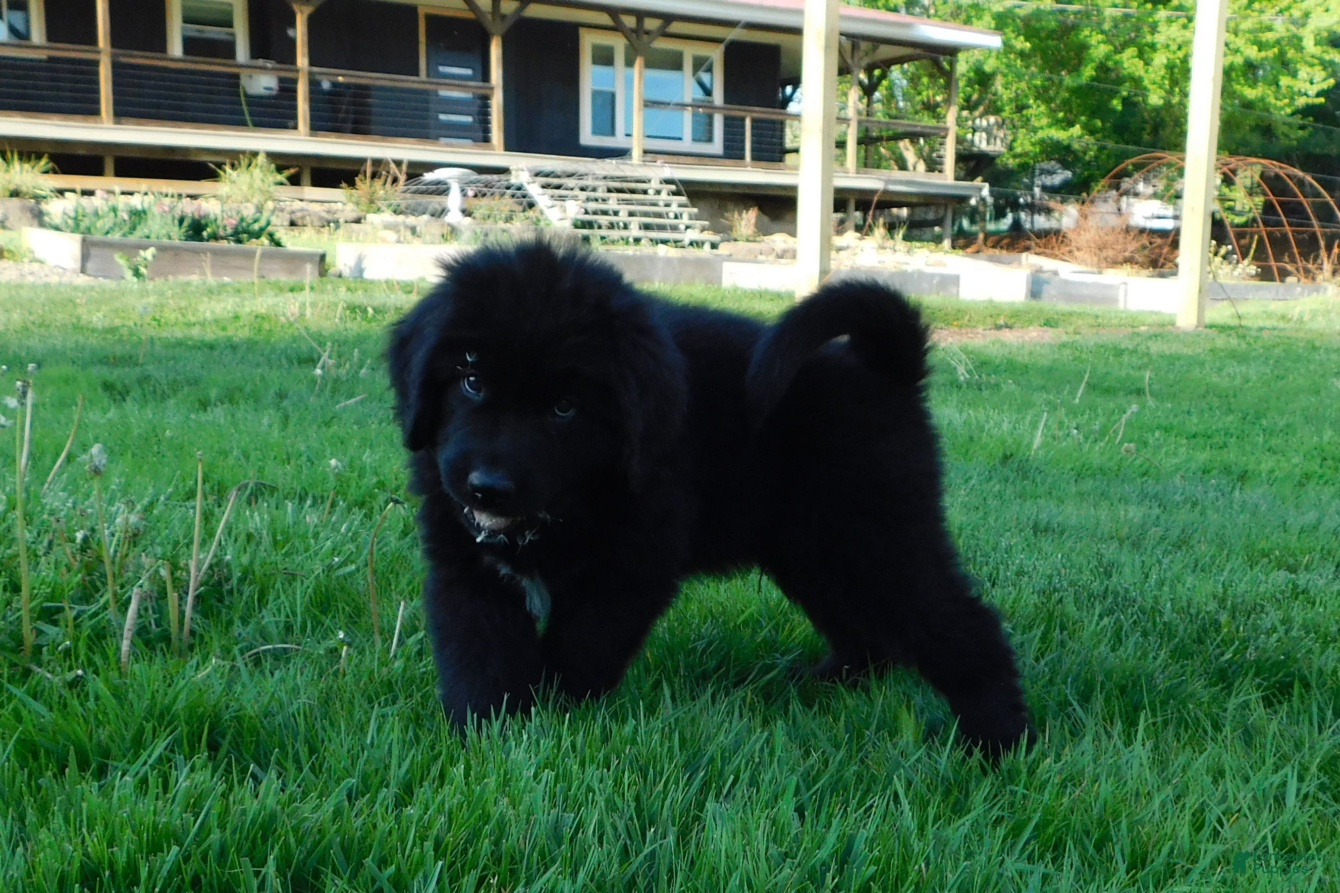 Newfoundland dogs Lark - Ad 2