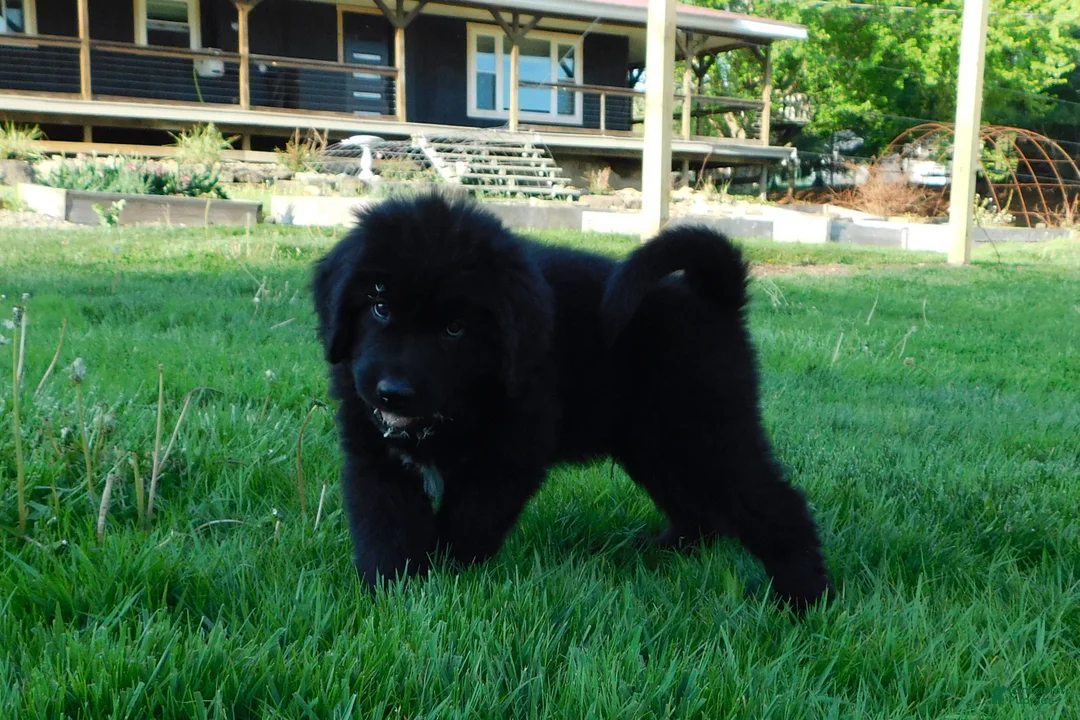 Newfoundland dogs for sale: Lark - Ad 2