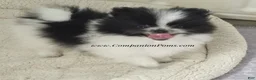 Pomeranian dogs for sale: Stella - Female - Black and White Parti - Ad 7