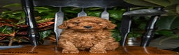 Cavapoo dogs for sale: Bolt - Ad 3