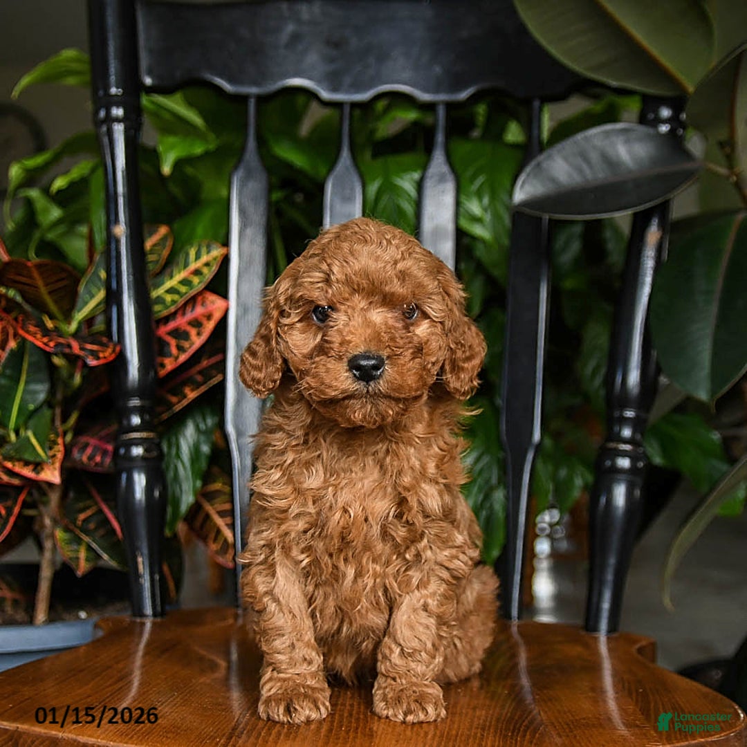 Cavapoo dogs for sale: Bolt - Ad 3