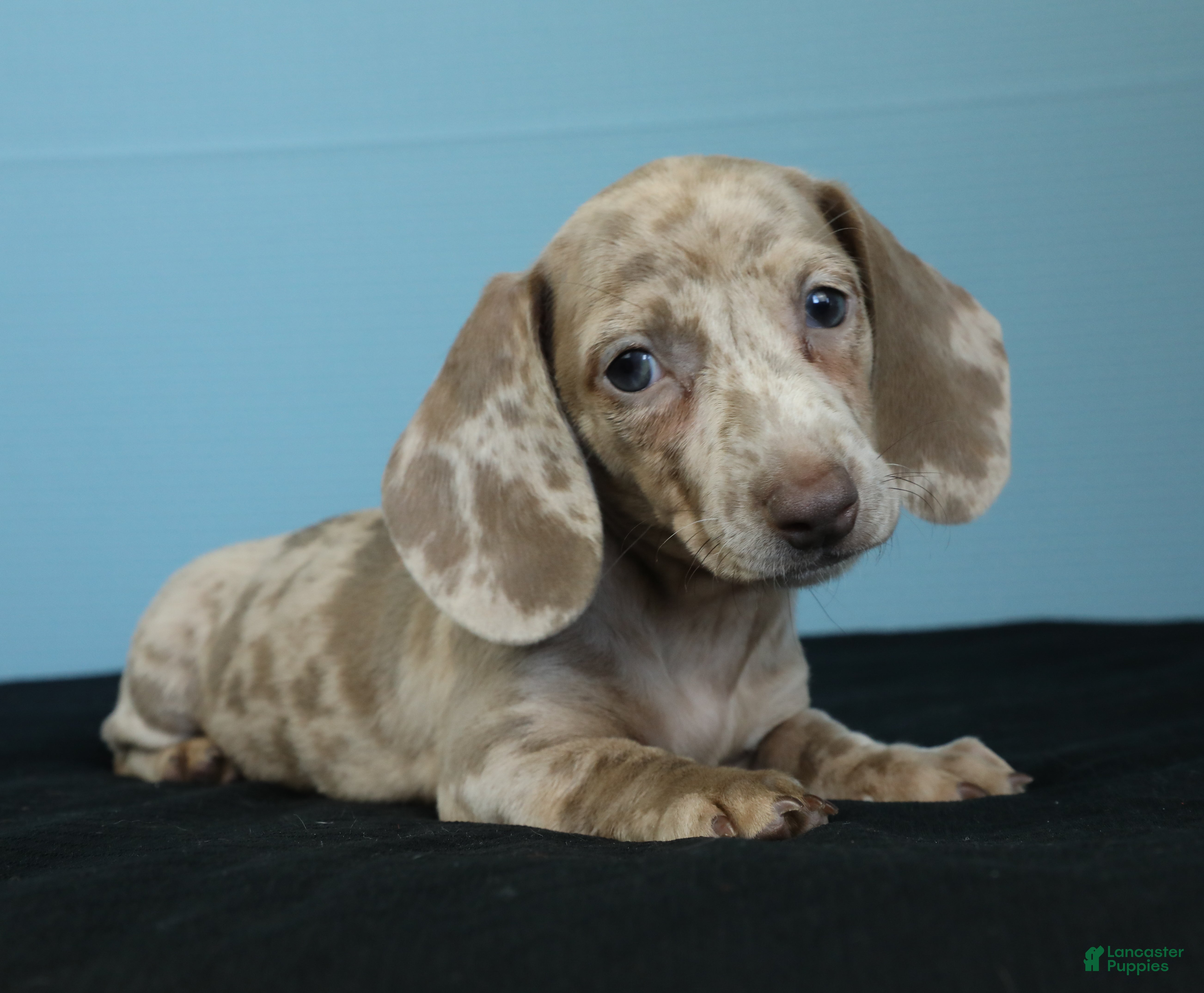 Miniature Dachshund dogs Nina - Ad 1