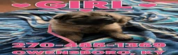 German Shepherd dogs for sale: German Shepherd 7 - Ad 1