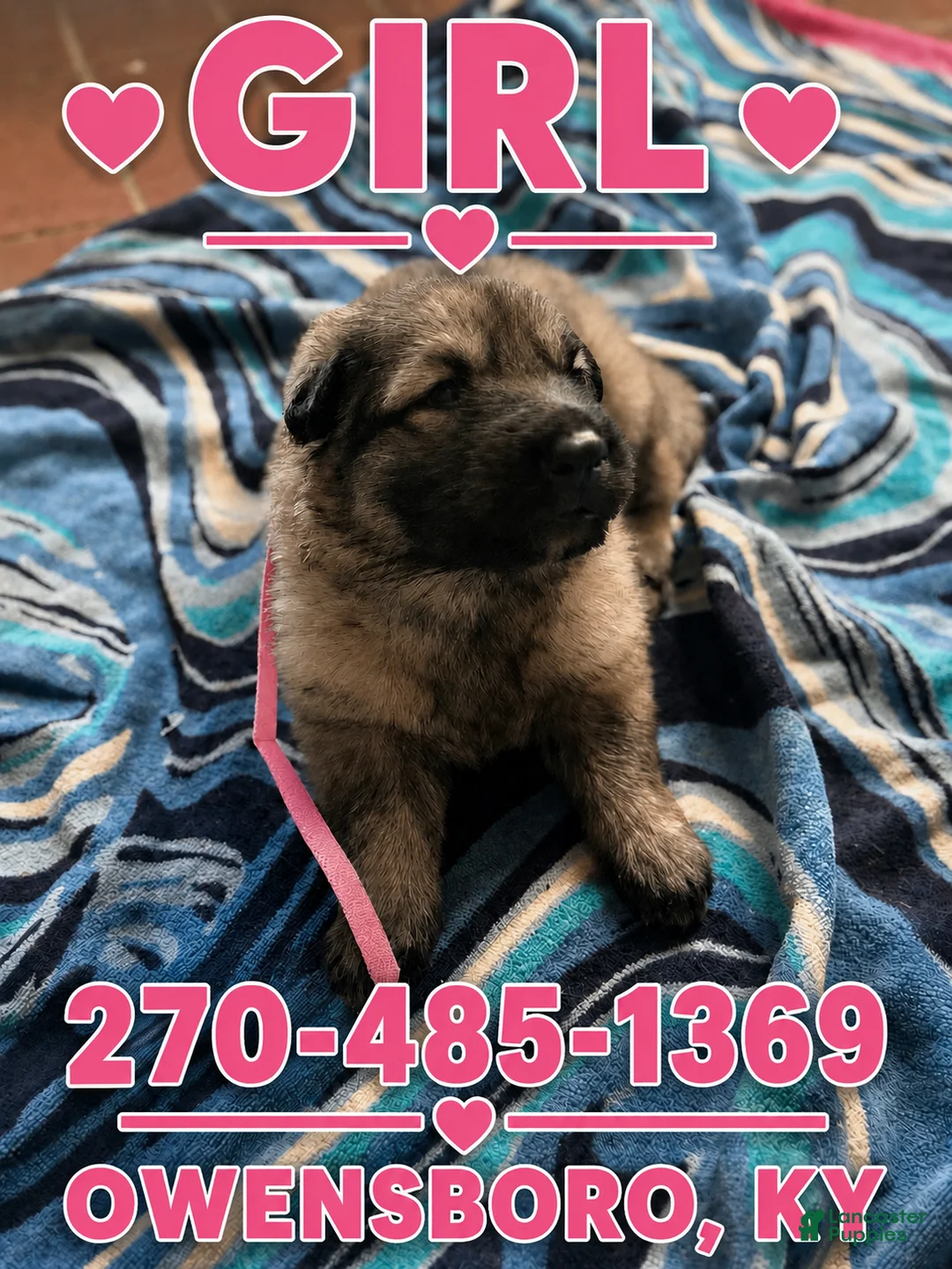 German Shepherd dogs for sale: German Shepherd 7 - Ad 1