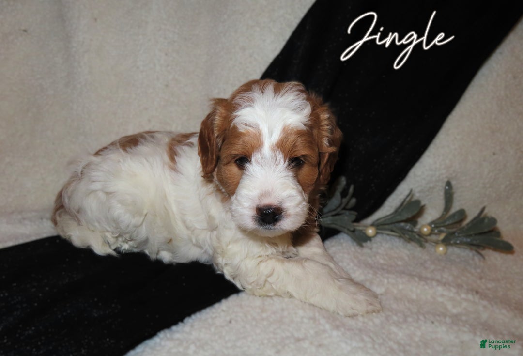 Mini Goldendoodle dogs for sale: Jingle - Ad 2