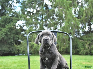 Cane Corso dogs - Ad 29