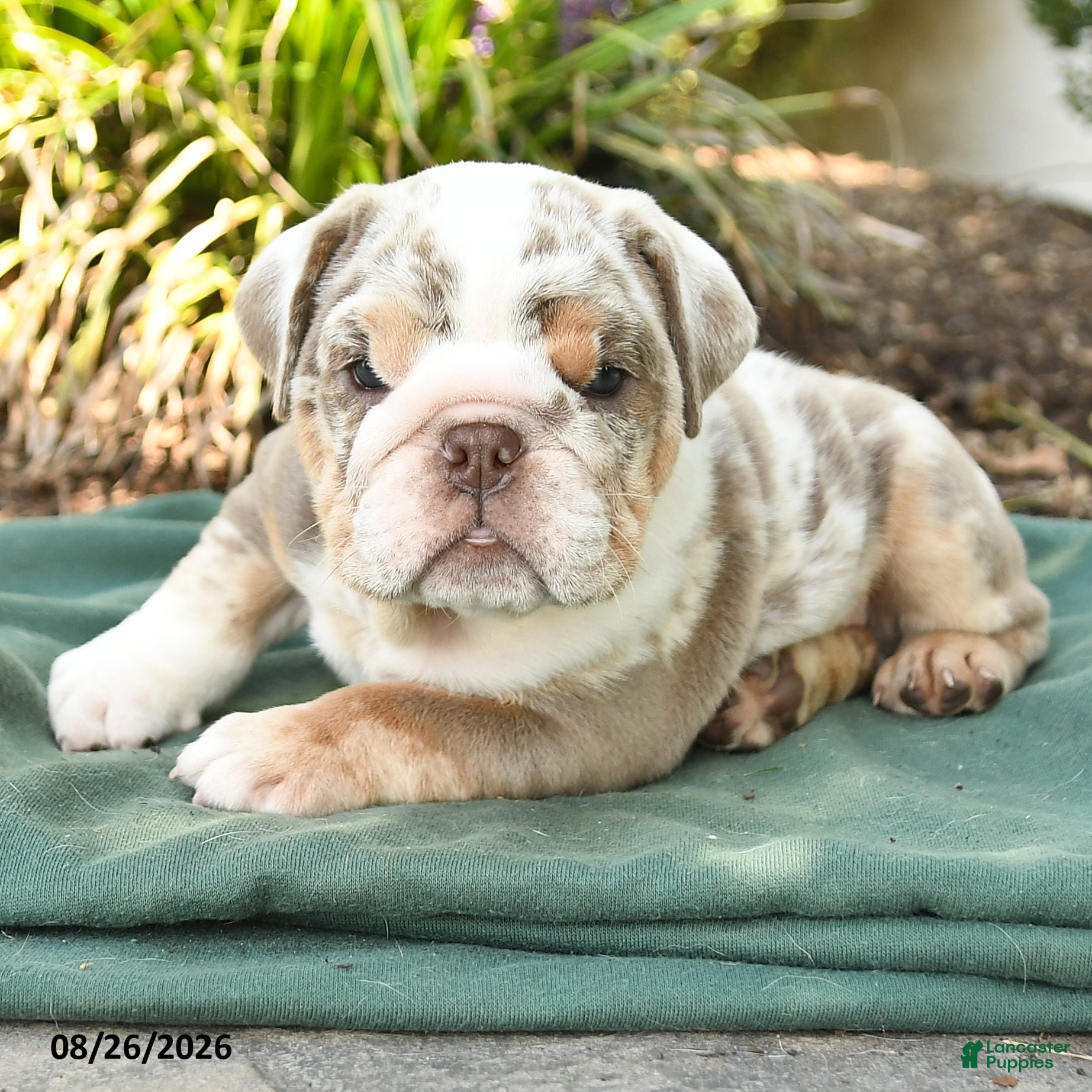 English Bulldog dogs Scout - Ad 2