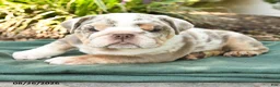 English Bulldog dogs for sale: Scout - Ad 2