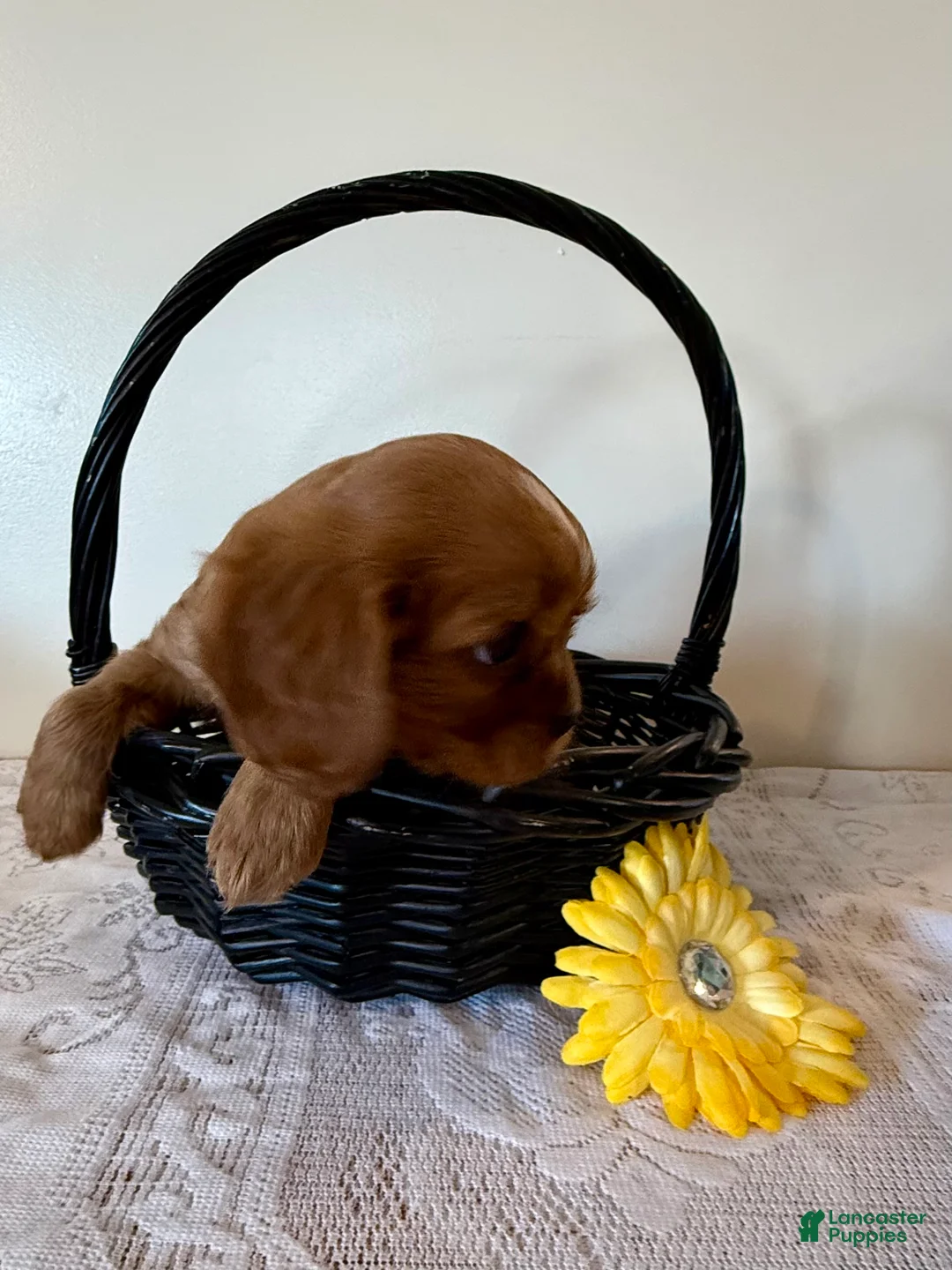 Cavalier King Charles Spaniel dogs for sale: Rollo Cavalier King Charles Spaniel puppy - Ad 2