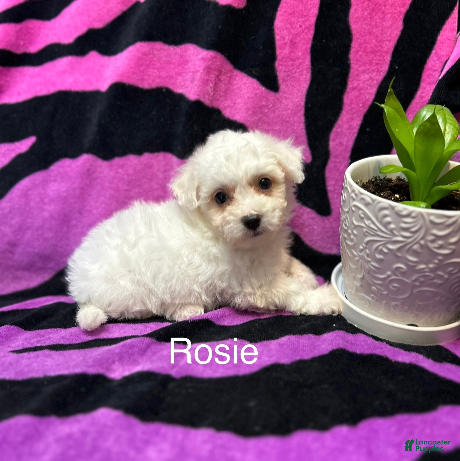 Bichon Frise dogs Bichon Frise 2 Rosie - Ad 20