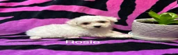 Bichon Frise dogs for sale: Bichon Frise 2 Rosie - Ad 1