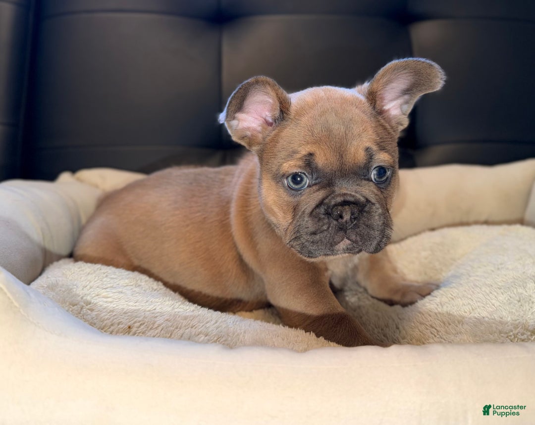 French Bulldog dogs for sale: French Bulldog Puppy 5 - Ad 3