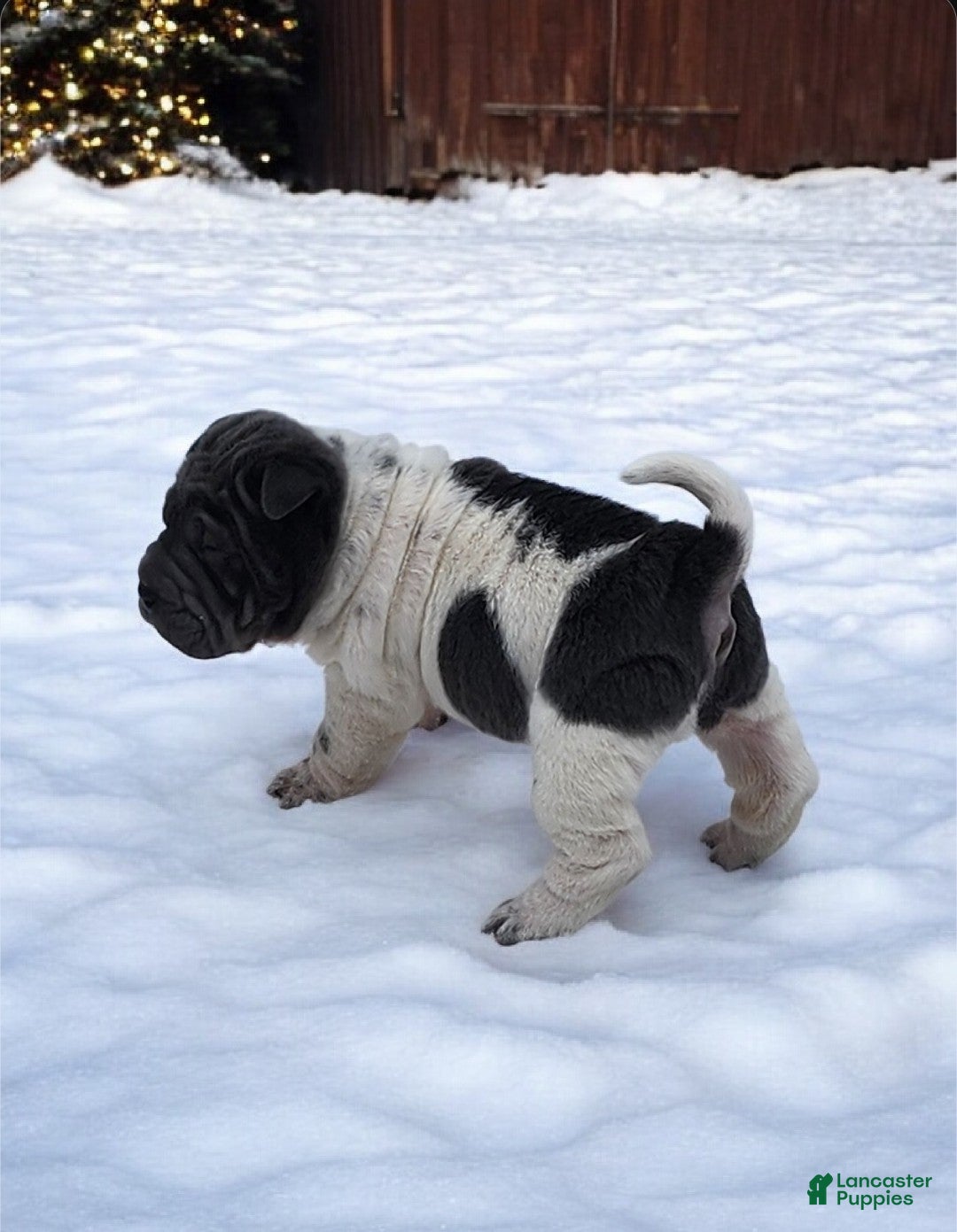 Shar Pei dogs for sale: Bluebelle blue flower mini  - Ad 8