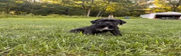 Cane Corso dogs for sale: Max - Ad 8