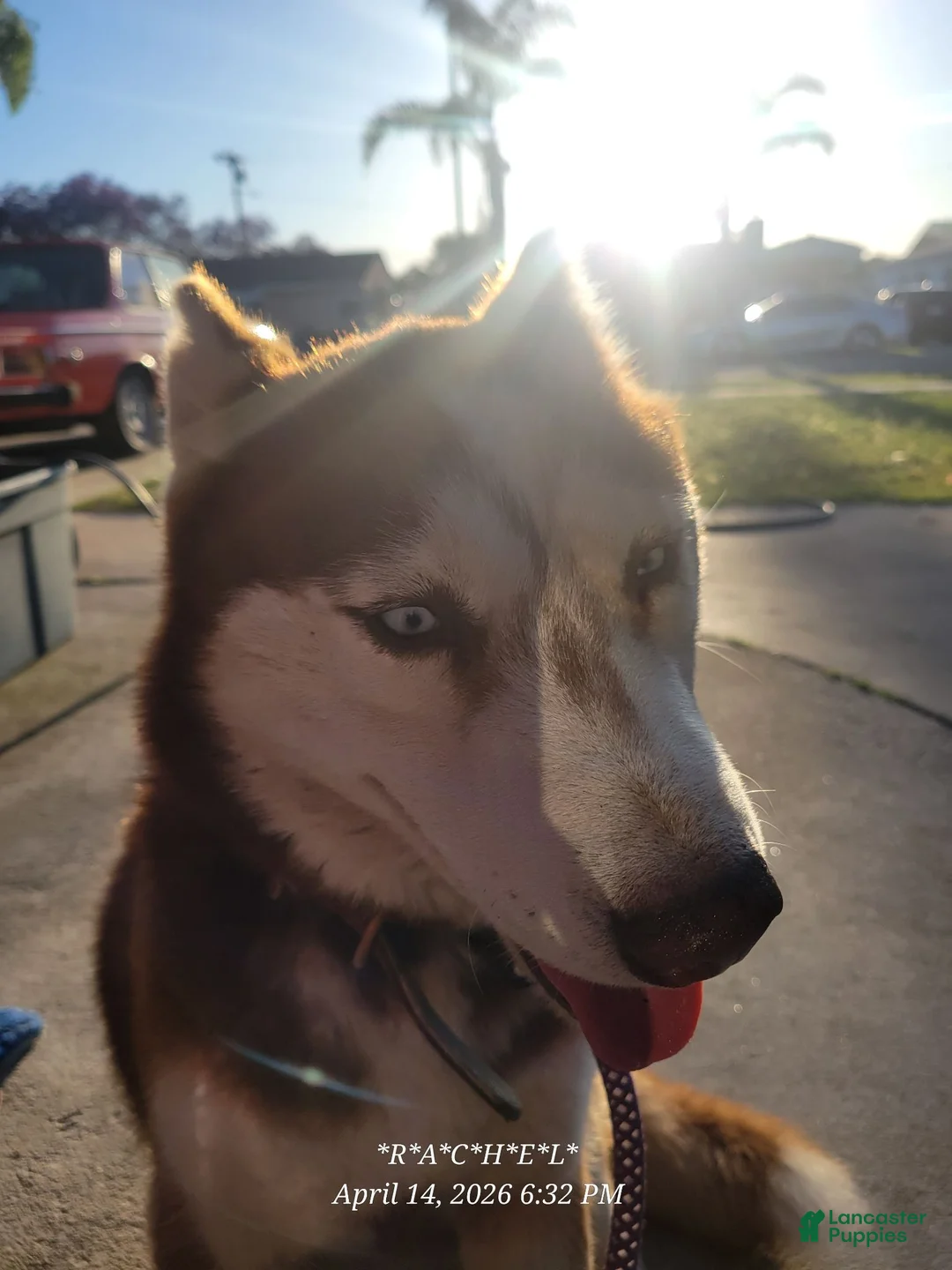 Mixed Breed dogs for sale: Mixed Breed 4 - Ad 2