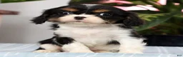 Cavalier King Charles Spaniel dogs for sale: Pixel - Ad 7