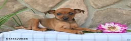Miniature Pinscher dogs for sale: Tyson - Ad 3