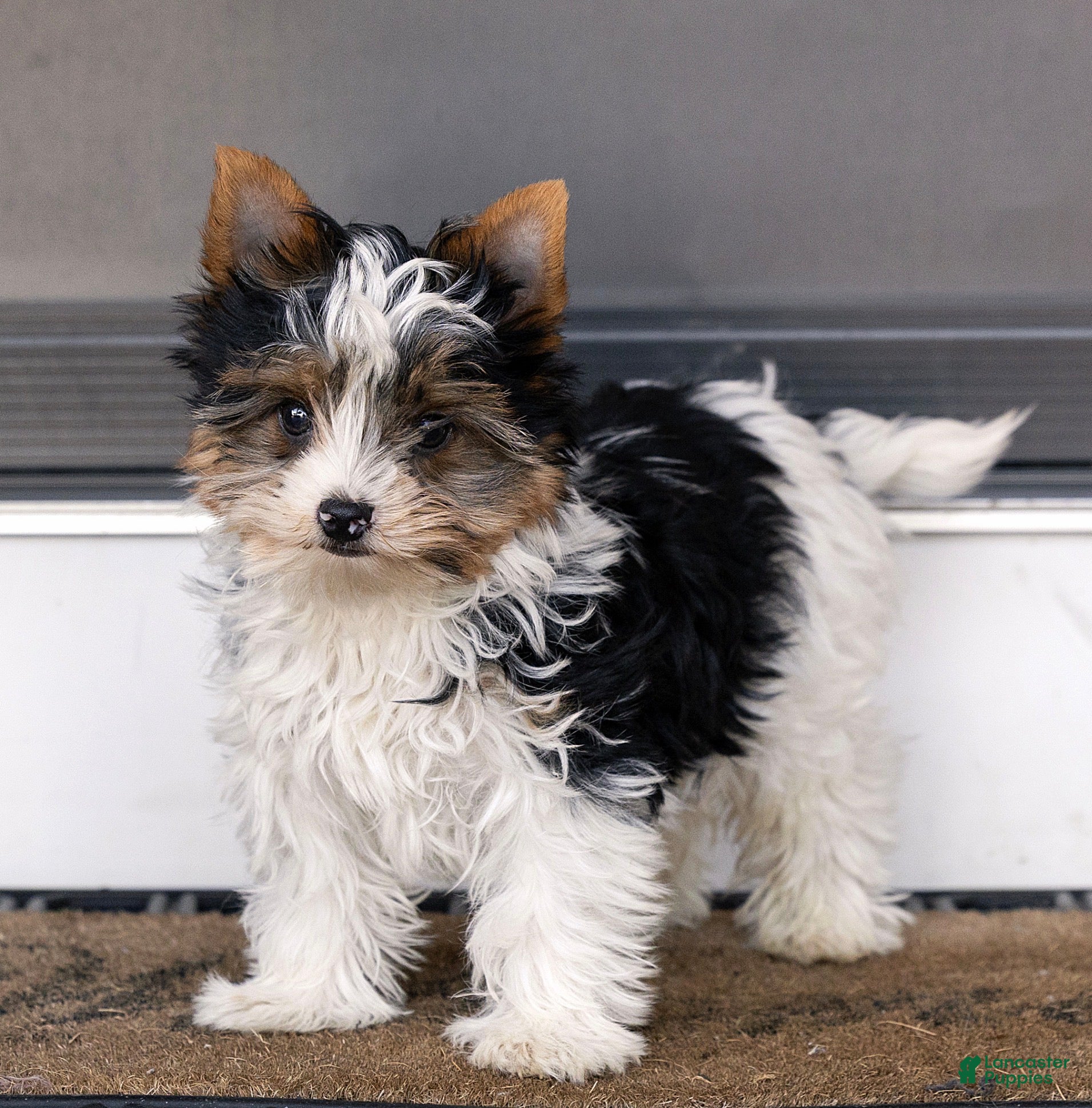 Biewer Terrier dogs for sale: Bennie Biewer Terrier  - Ad 1
