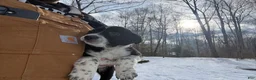 Border Collie dogs for sale: Border Collie Puppy 9 - Ad 1