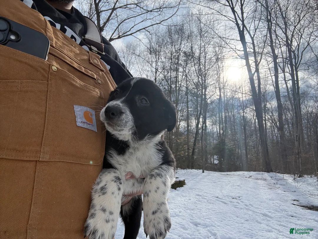 Border Collie dogs for sale: Border Collie Puppy 9 - Ad 1