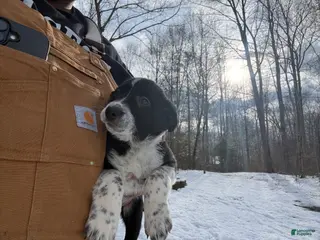 Border Collie dogs Border Collie Puppy 9 - Ad 4