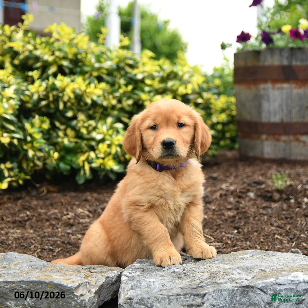 Golden Retriever dogs for sale: Jill - Ad 1