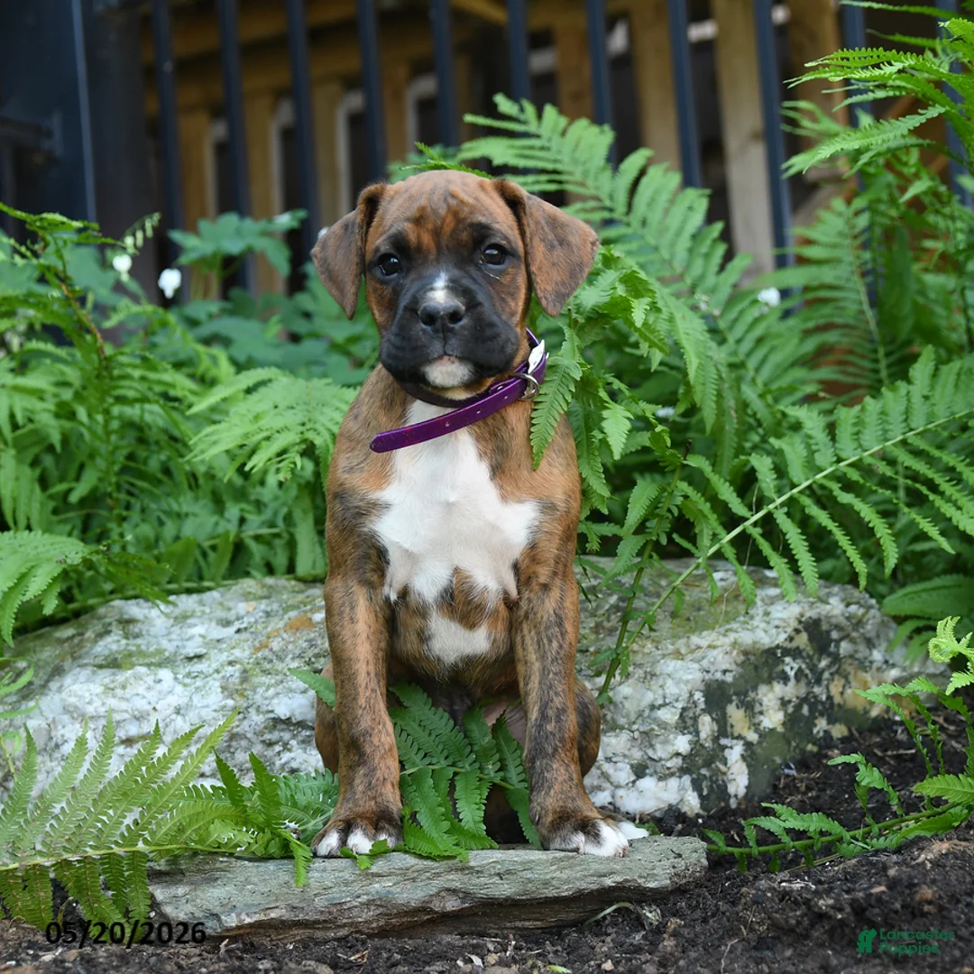 Boxer dogs for sale: Gunner - Ad 1