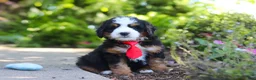 Mini Bernedoodle dogs for sale: Leo - Ad 2