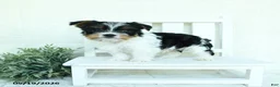 Yorkshire Terrier dogs for sale: Baxter - Ad 5