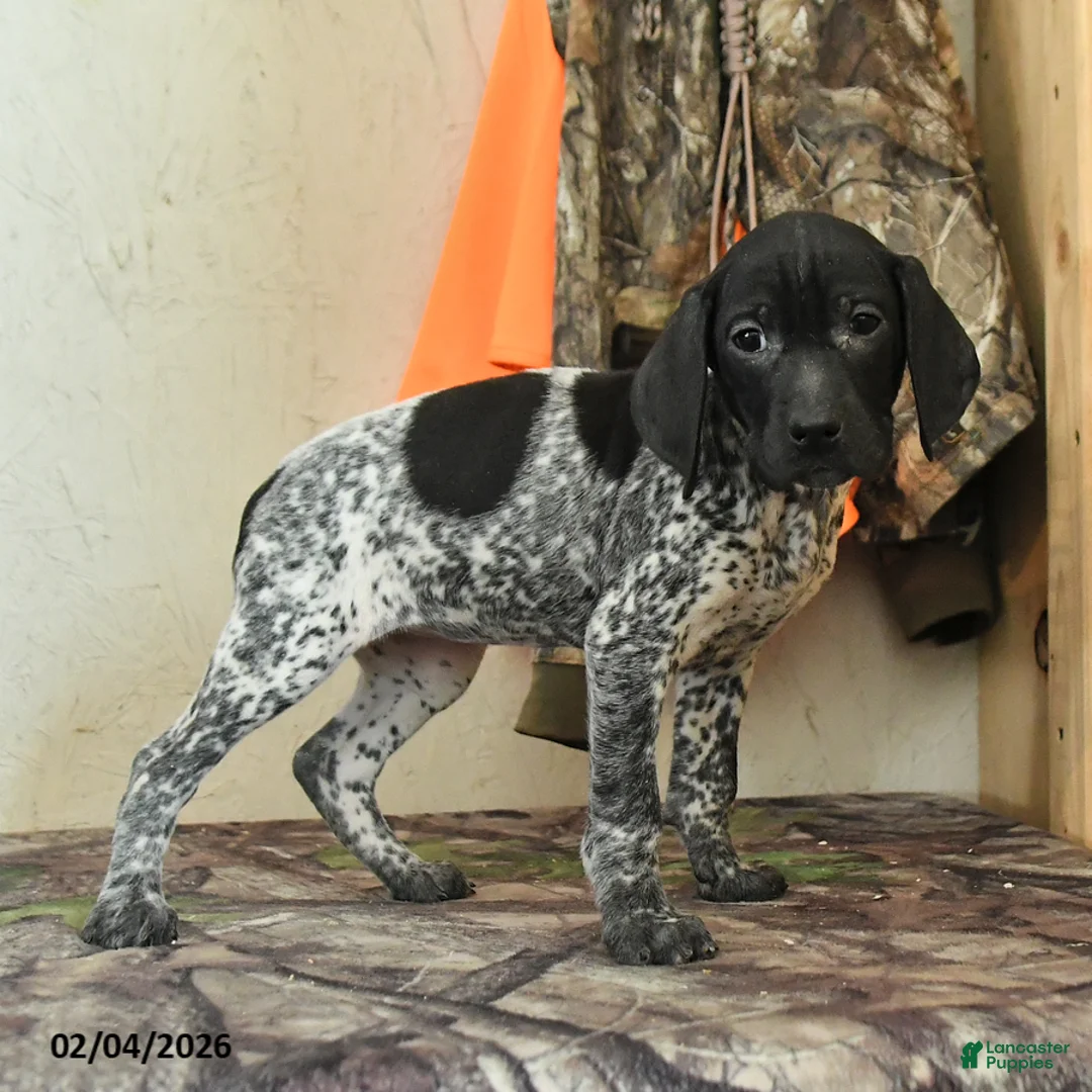 German Shorthaired Pointer dogs for sale: Freya - Ad 5