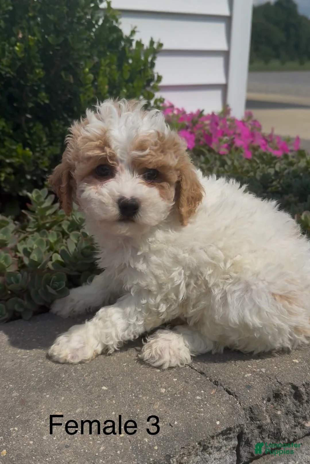 Mixed Breed dogs for sale: Cupcake - Ad 1