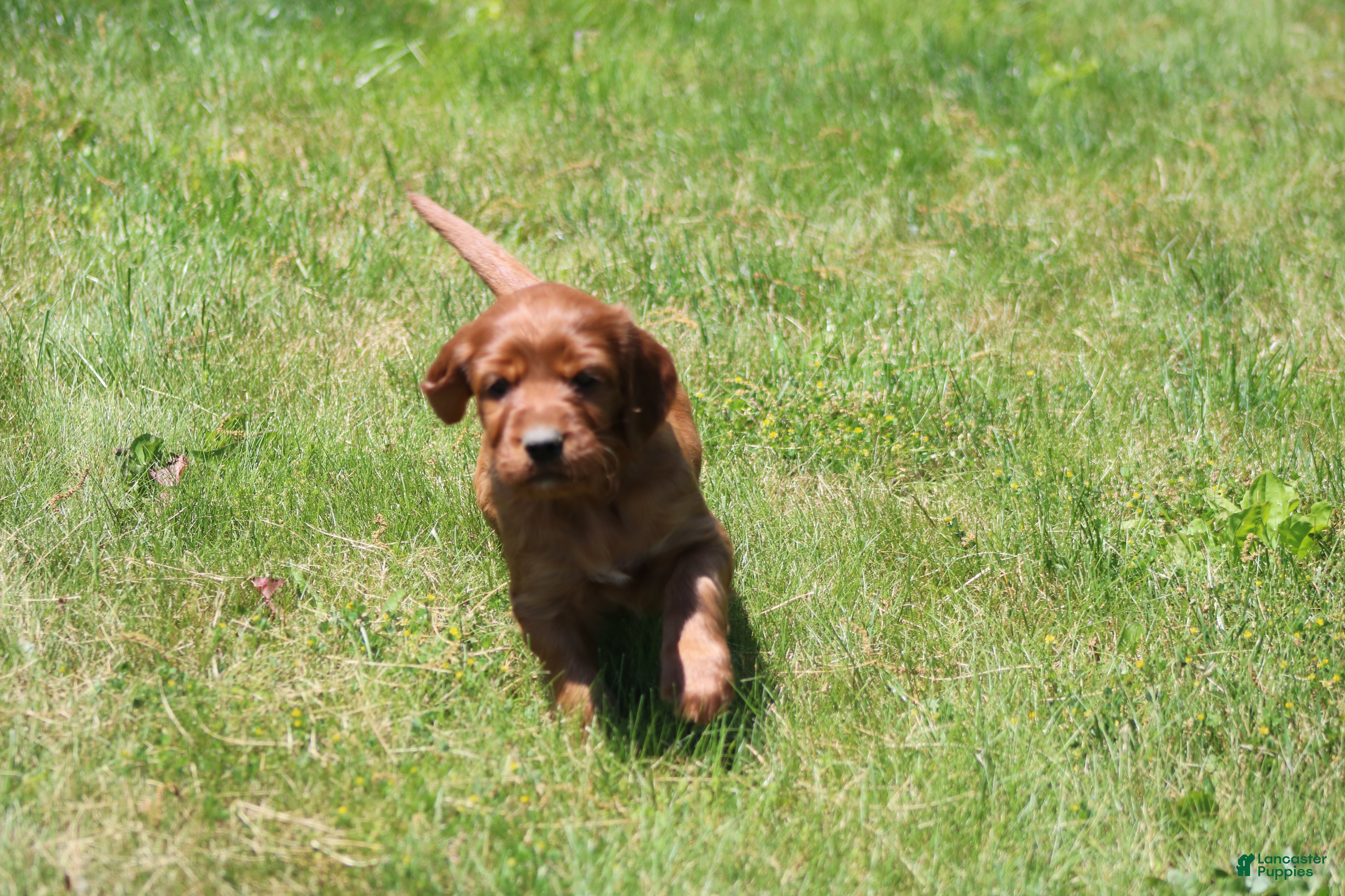 Irish Setter dogs for sale: Summer - Ad 9