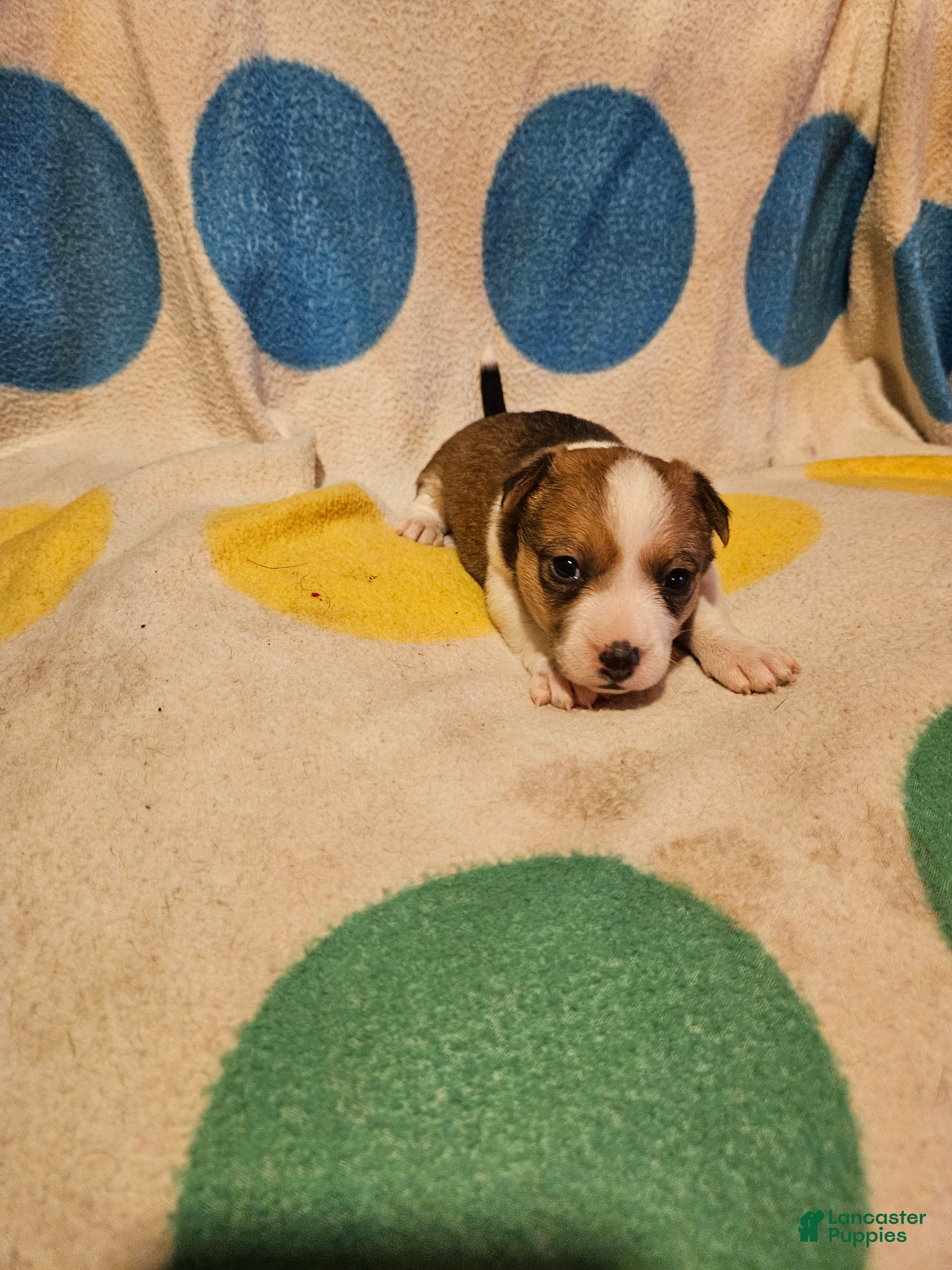 Frari (Chihuahua, Female) in Sikeston, MO