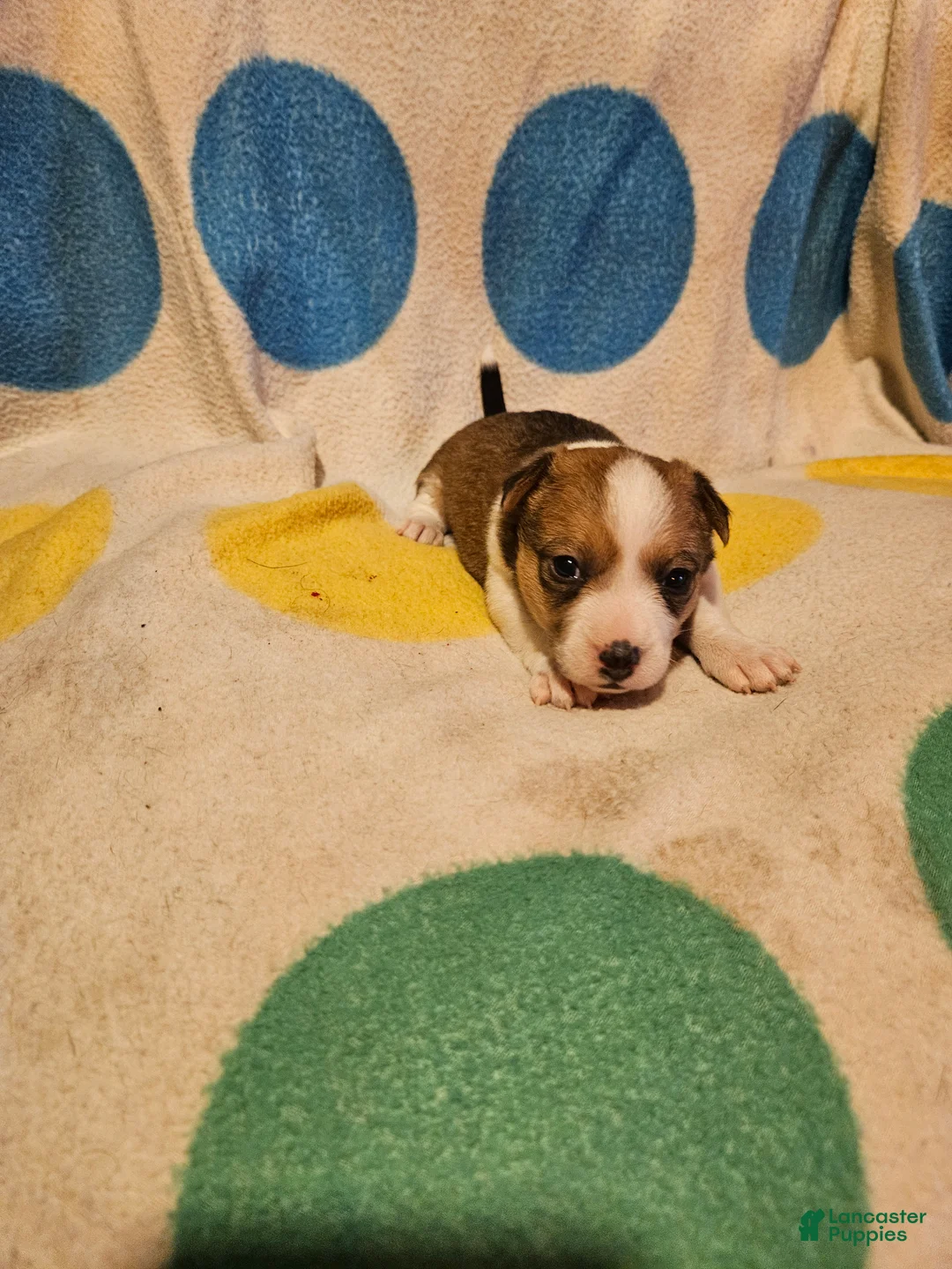 Chihuahua dogs for sale: Frari - Ad 1