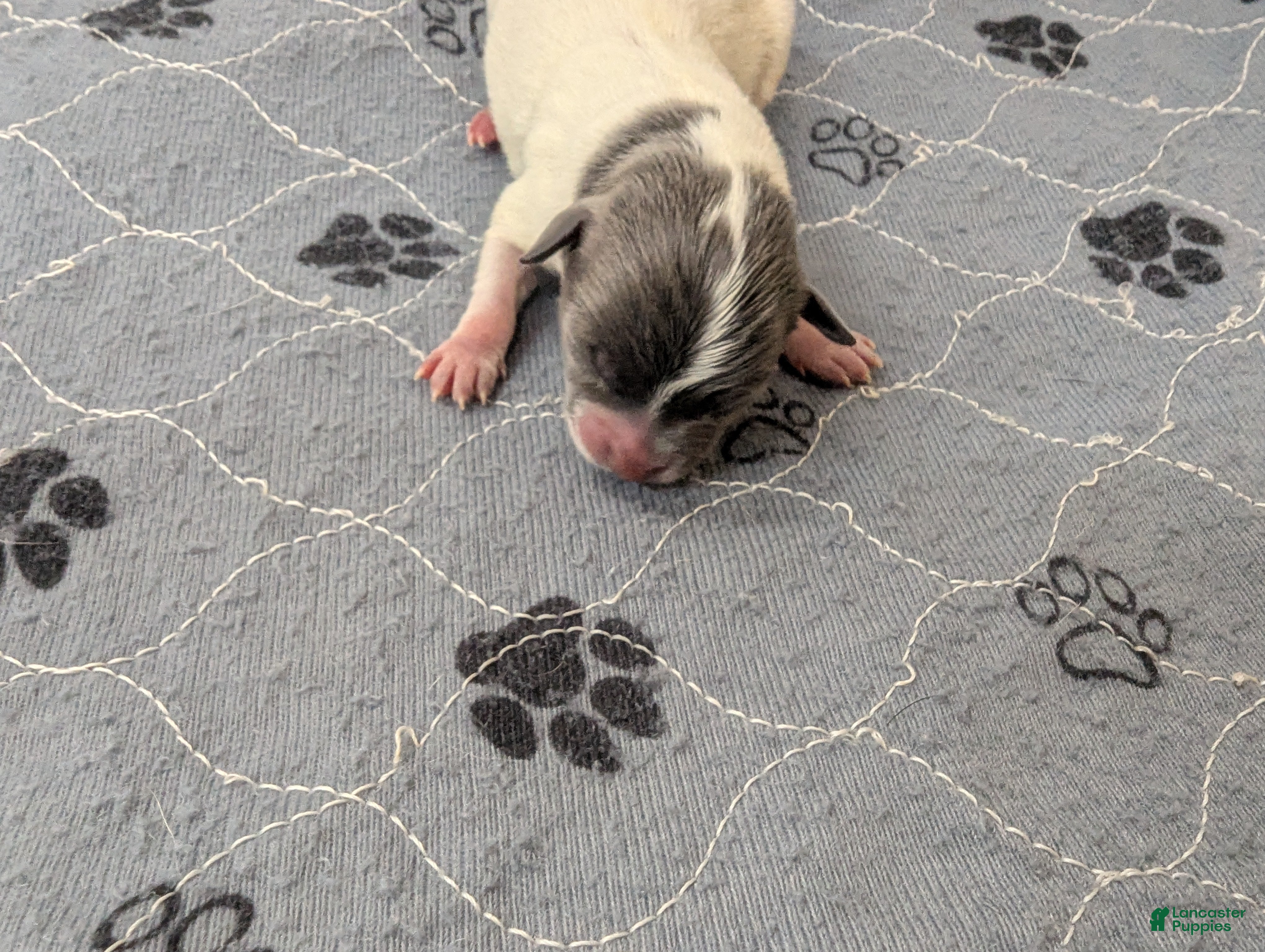 Chihuahua dogs Ollie - Ad 35