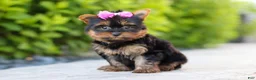 Yorkshire Terrier dogs for sale: Lola - Ad 9