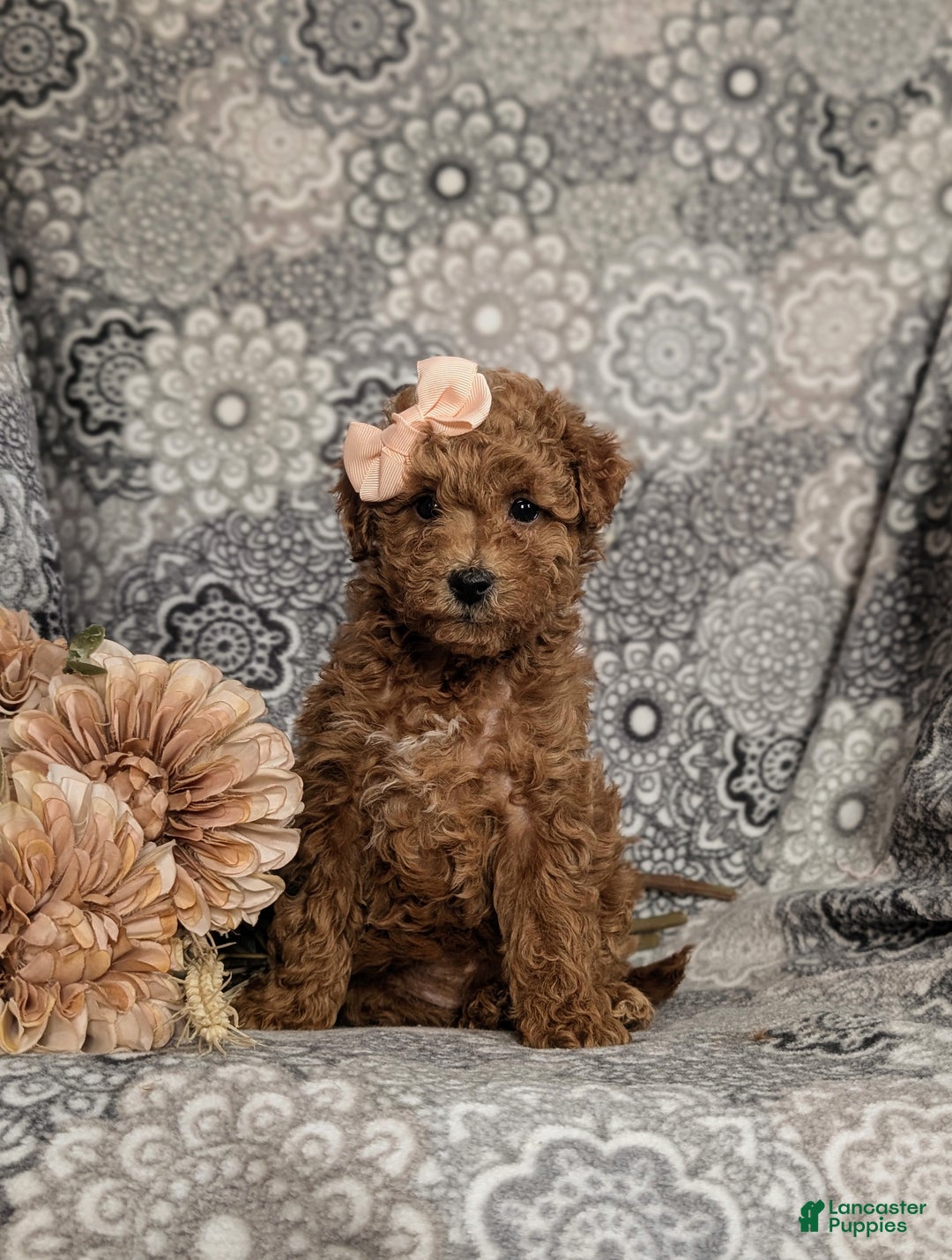 Mini Goldendoodle dogs for sale: Fiona 15 lbs Full Grown Hypoallergenic - Ad 2