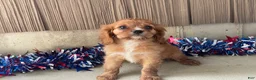 Cavalier King Charles Spaniel dogs for sale: Hunter Cavalier King Charles Spaniel  - Ad 8