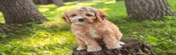 Mixed Breed dogs for sale: Pixie Munchkin Bernedoodle - Ad 4